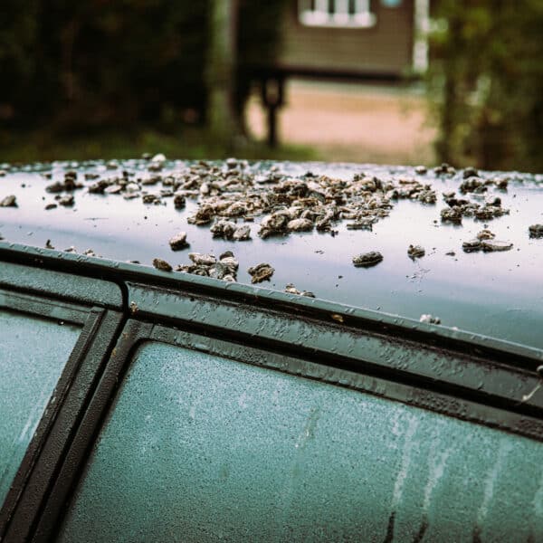 1981 Saab 99 Turbo Arrival Photoshoot 20