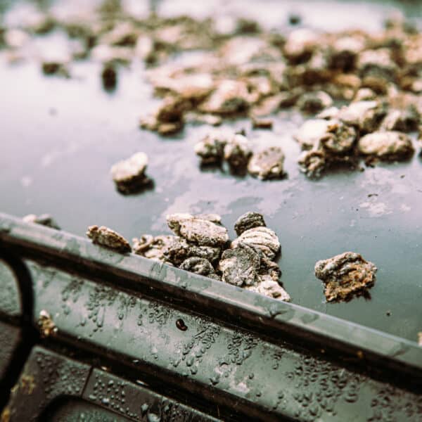 1981 Saab 99 Turbo Arrival Photoshoot 88